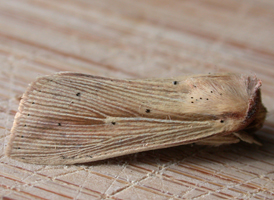 Many-lined Wainscot